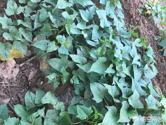 红薯翻藤控旺的时候,应该注意什么细节?