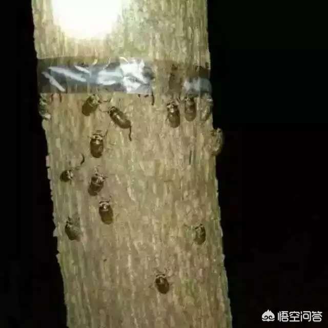在夏季,什么时候出门能捡到更多的蝉?