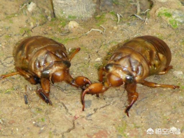在夏季,什么时候出门能捡到更多的蝉?
