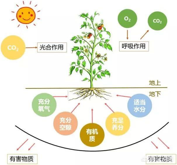 大量使用牛粪种植水稻对水稻有影响吗?食用大米对人体有危害吗?