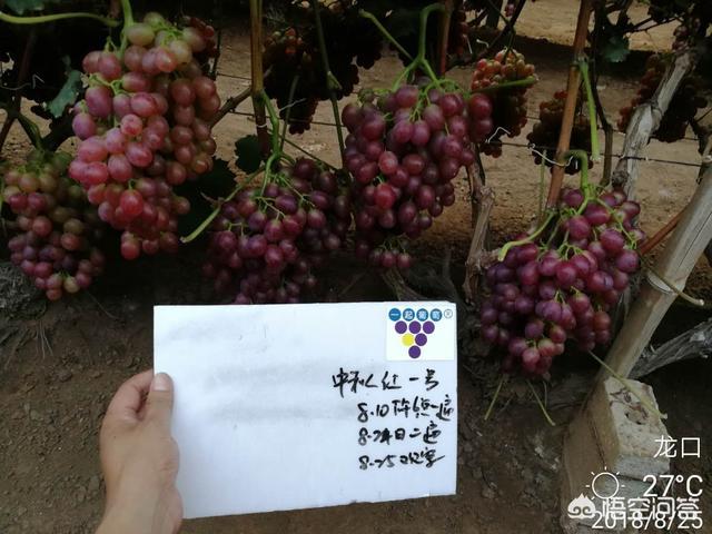 种植葡萄使用什么肥料对着色有利？