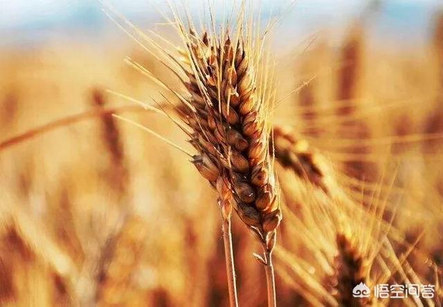 目前小麦价格涨价过猛,农民可以卖小麦吗?
