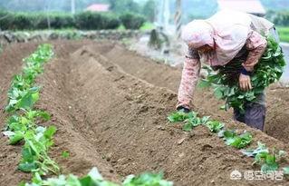 怎样种植地瓜呢?选种什么样的土地比较好?