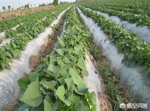 怎样种植地瓜呢?选种什么样的土地比较好?