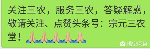 怎样种植地瓜呢?选种什么样的土地比较好?
