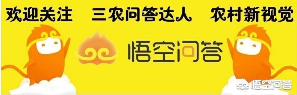 荔枝今年为何不好卖？