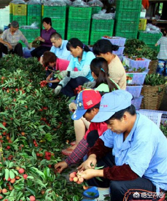 荔枝今年为何不好卖？