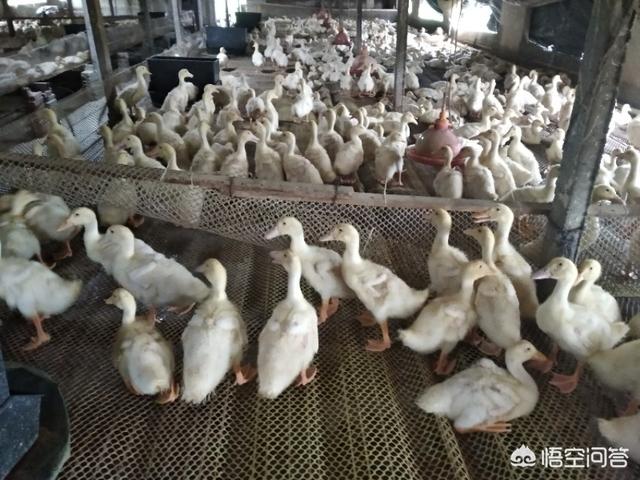 养一万只鸭需要投资多少钱?包含哪些费用?