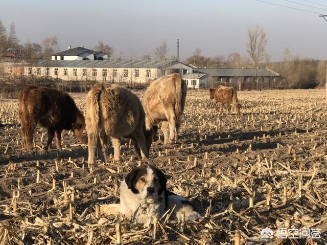 买多大的黄牛进行育肥比较好,该如何饲养?