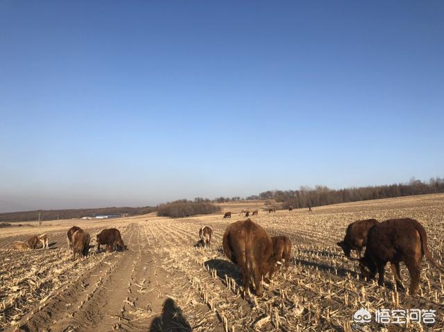 买多大的黄牛进行育肥比较好,该如何饲养?