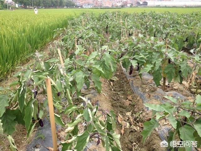 收完麦子了,麦茬地里种什么蔬菜好?