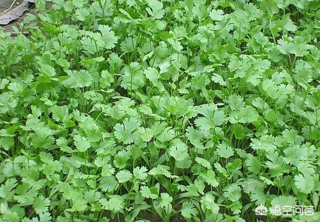 收完麦子了,麦茬地里种什么蔬菜好?