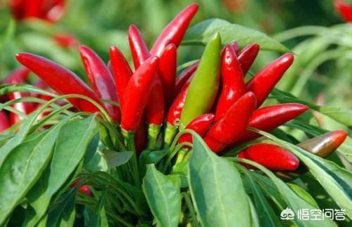 收完麦子了,麦茬地里种什么蔬菜好?