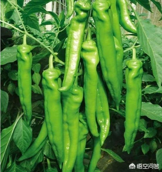 收完麦子了,麦茬地里种什么蔬菜好?