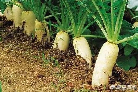 收完麦子了,麦茬地里种什么蔬菜好?