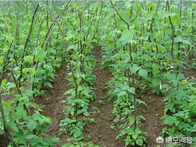 收完麦子了,麦茬地里种什么蔬菜好?