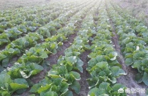 收完麦子了,麦茬地里种什么蔬菜好?