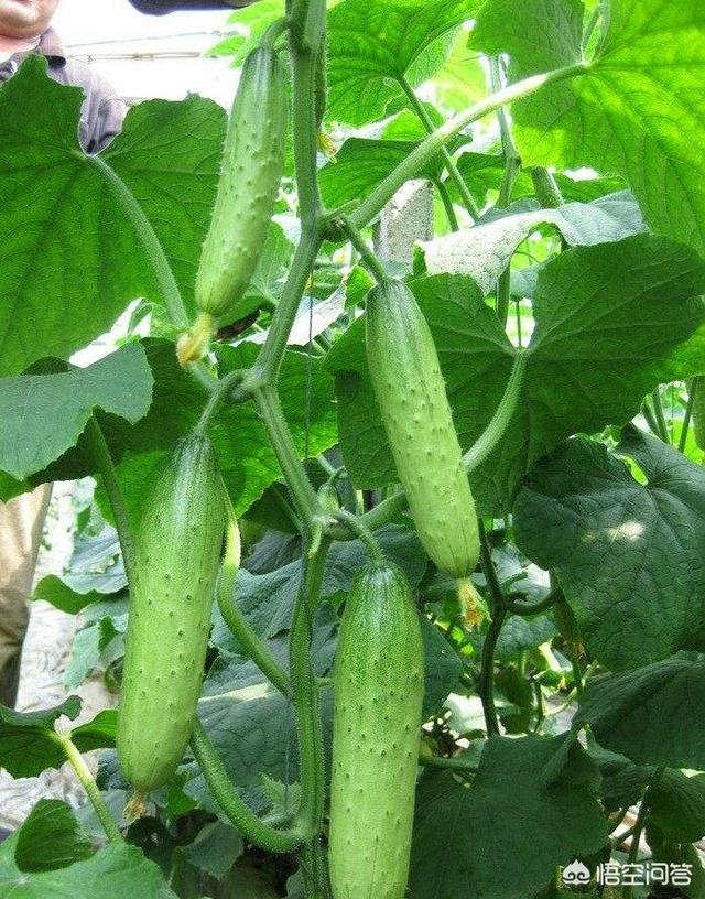 收完麦子了,麦茬地里种什么蔬菜好?