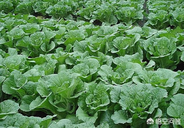 收完麦子了,麦茬地里种什么蔬菜好?