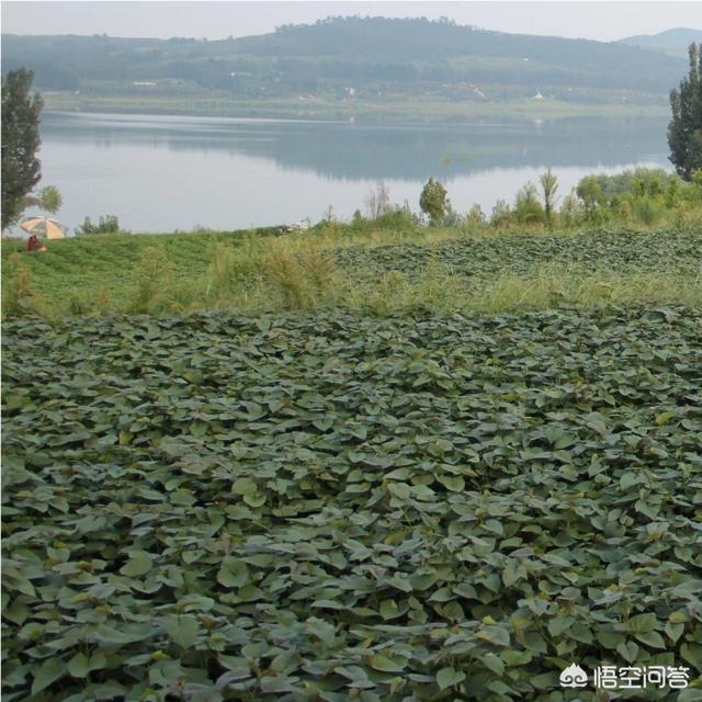 种植红薯可以套种些什么达到增收？