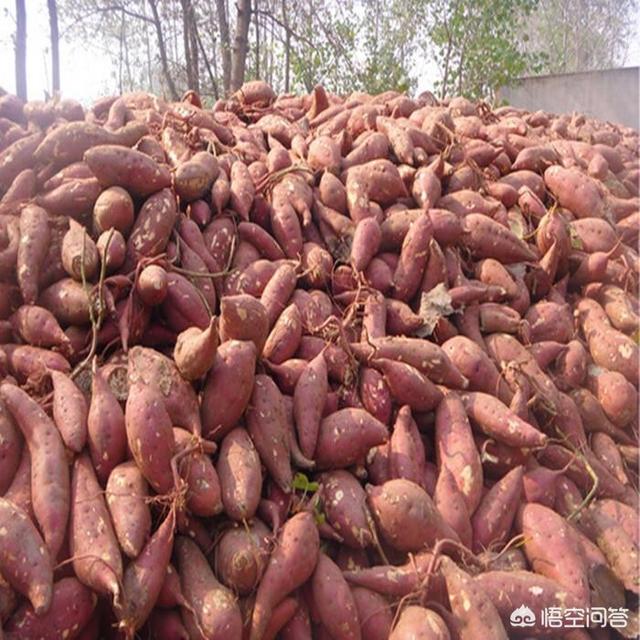 种植红薯可以套种些什么达到增收？