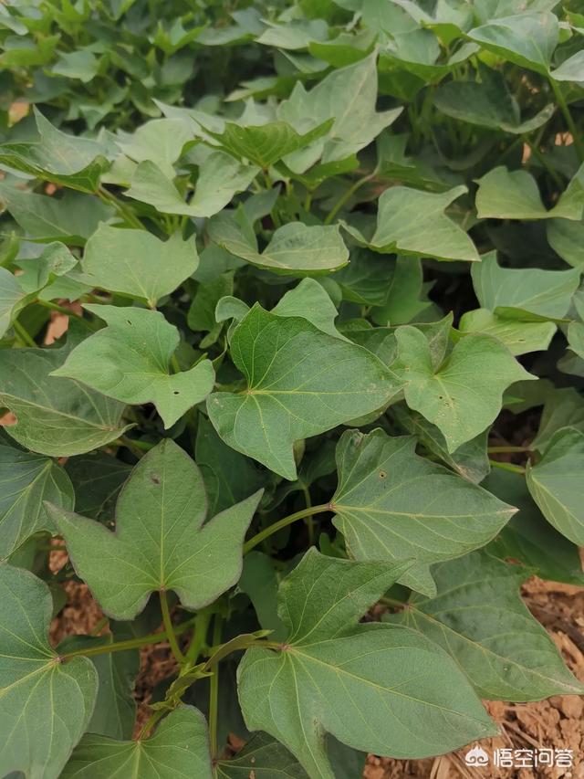 种植红薯可以套种些什么达到增收？