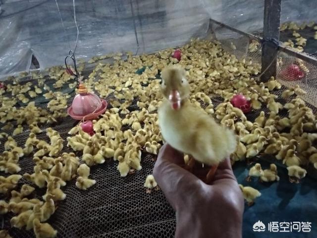 如何控制养的鸭子的病情？