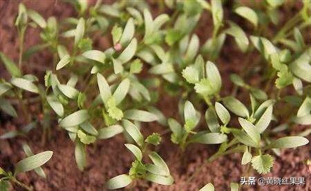 怎么才能让香菜高产？