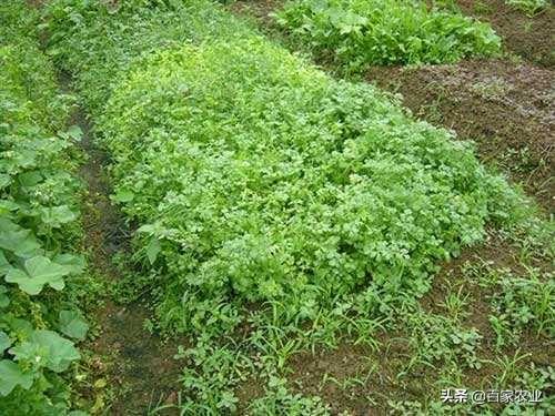 怎么才能让香菜高产？