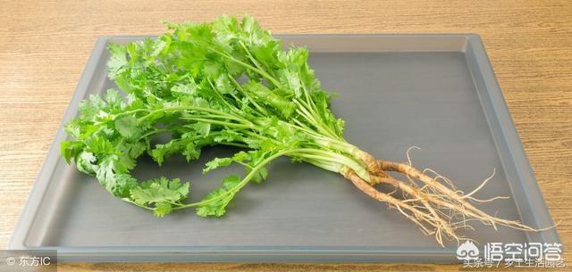 怎么才能让香菜高产？