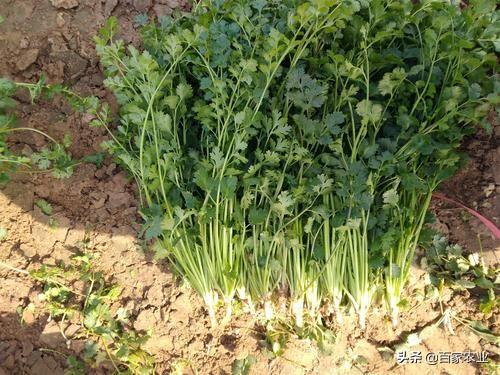 怎么才能让香菜高产？