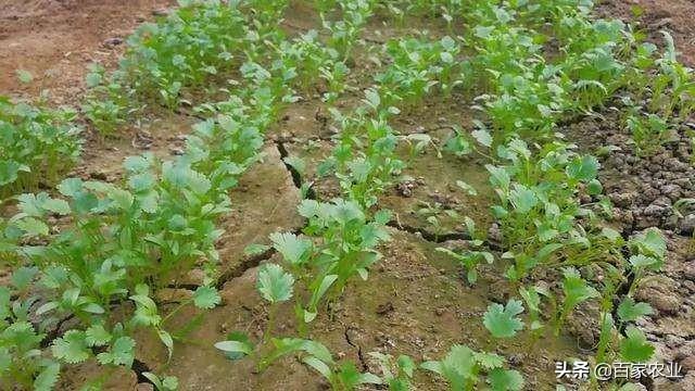 怎么才能让香菜高产？