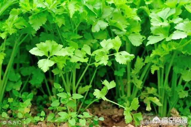 怎么才能让香菜高产？