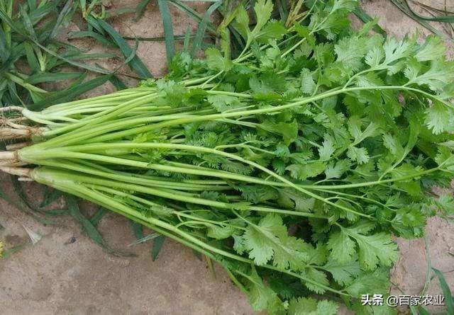 怎么才能让香菜高产？