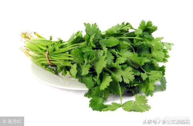 怎么才能让香菜高产？
