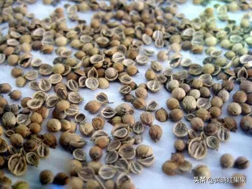 怎么才能让香菜高产？