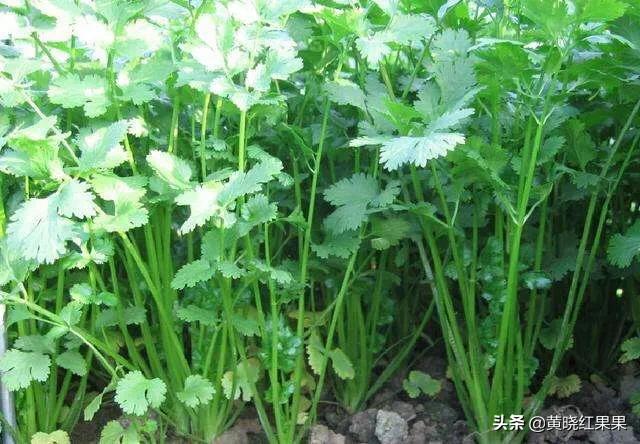 怎么才能让香菜高产？