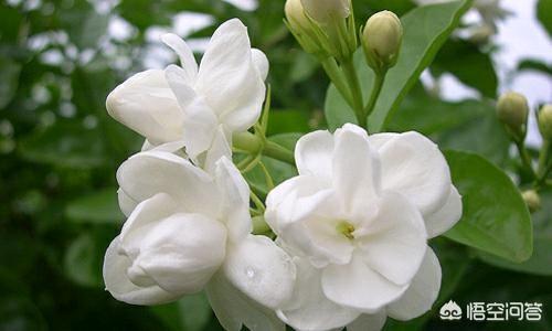 怎样养好茉莉花？