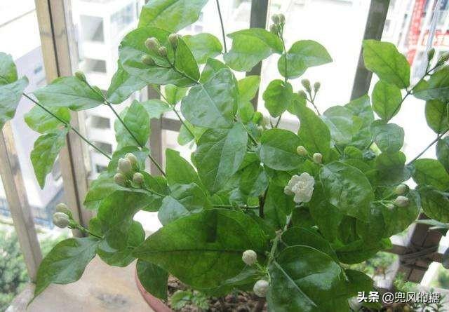 怎样养好茉莉花？