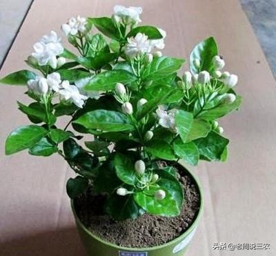 怎样养好茉莉花？
