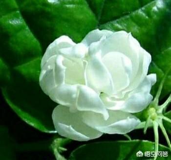 怎样养好茉莉花？
