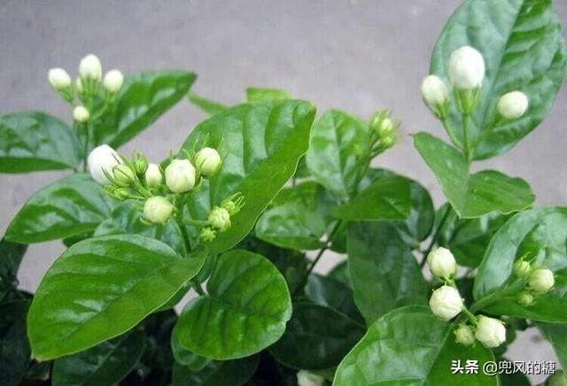 怎样养好茉莉花？