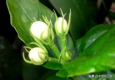 怎样养好茉莉花？