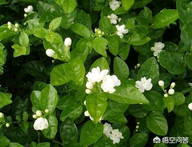 怎样养好茉莉花？