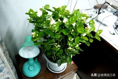 怎样养好茉莉花？