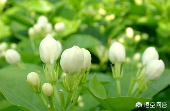 怎样养好茉莉花？