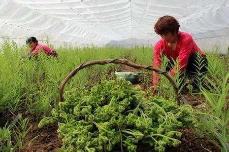 想种植野菜出售,可行吗?