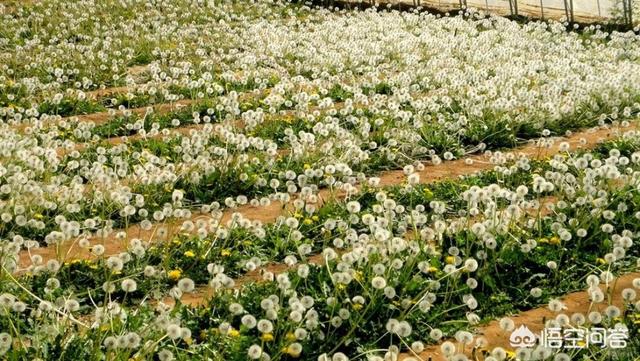 想种植野菜出售,可行吗?