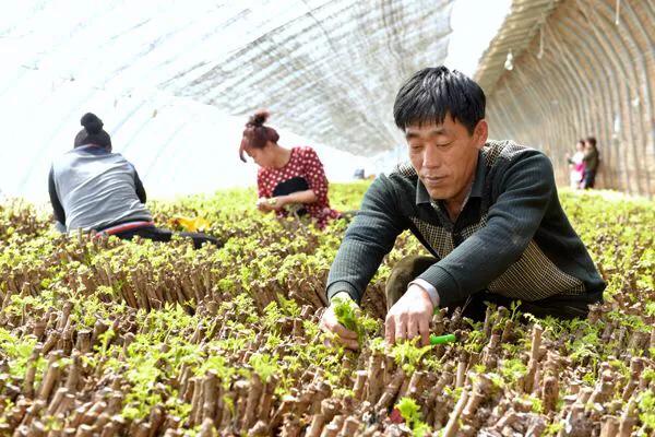 想种植野菜出售,可行吗?