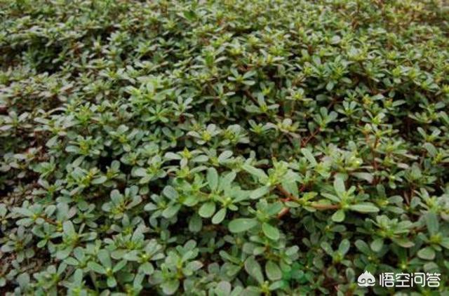 想种植野菜出售,可行吗?